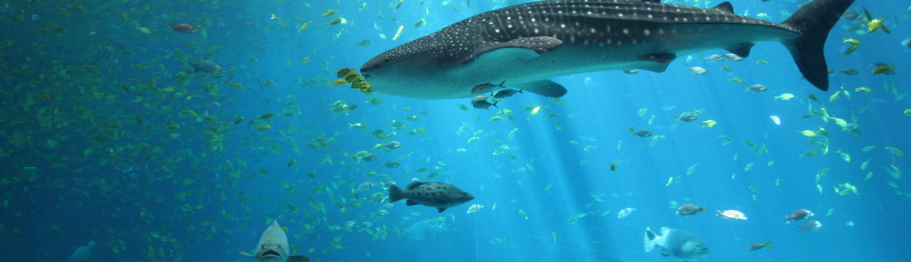 Male_whale_shark_at_Georgia_Aquarium copy